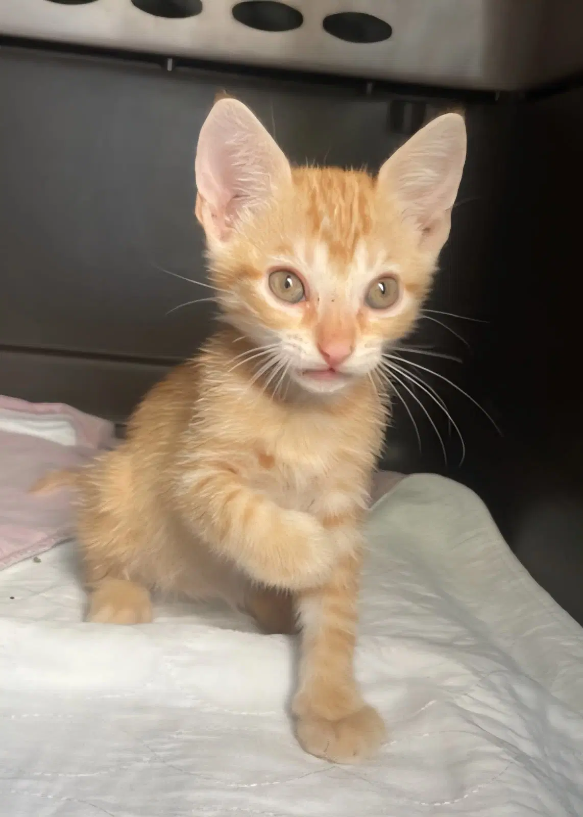 Peanut Butter - Tabby