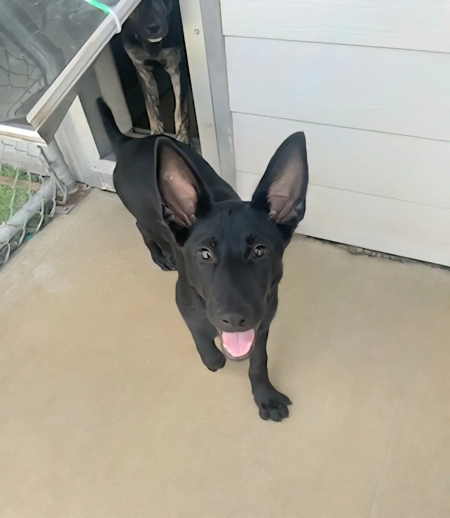 Batman - German Shepherd