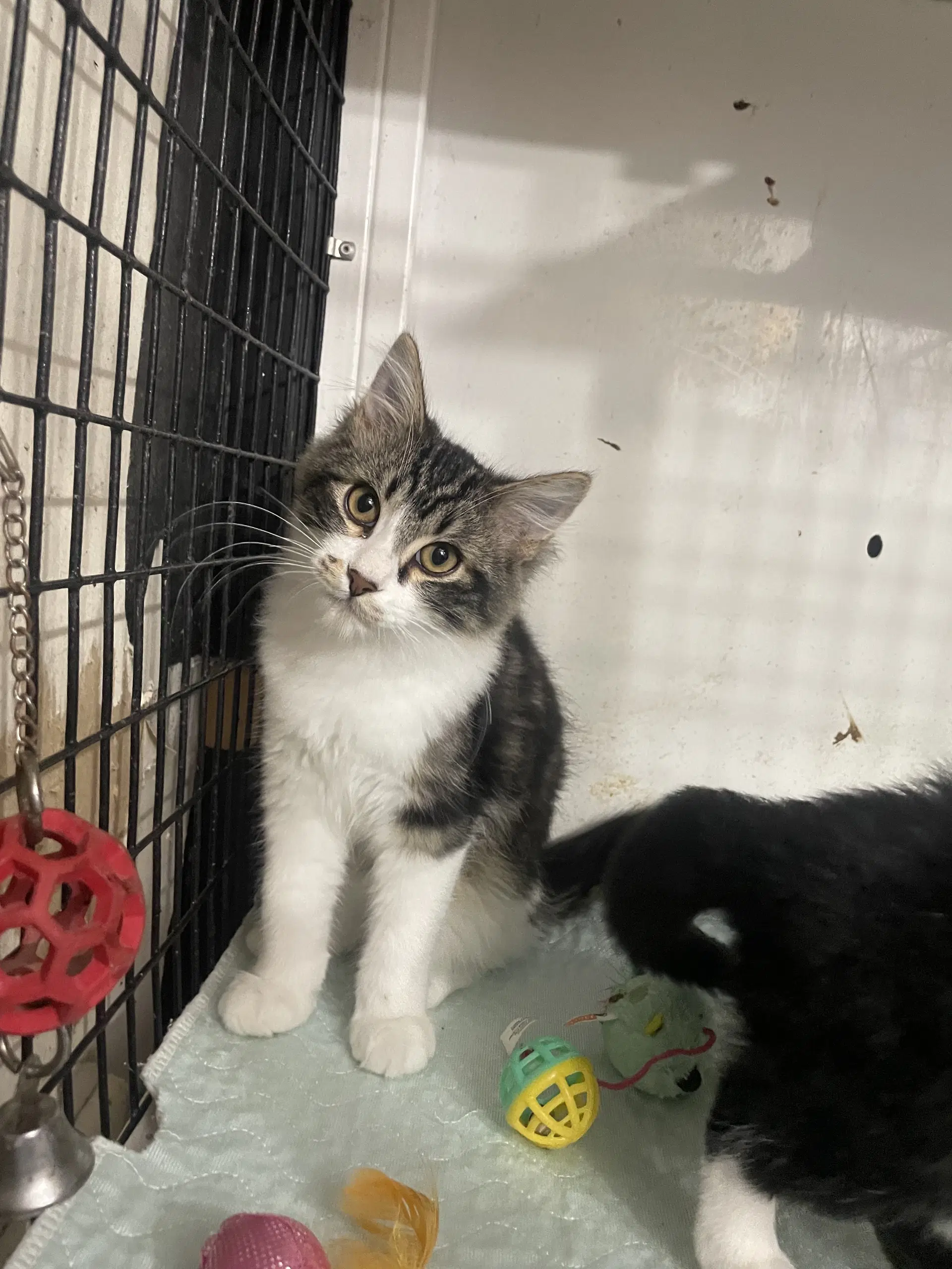 Dallas - Maine Coon