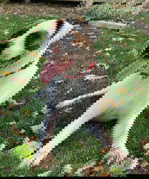 Chief