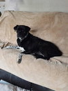 Poppy - Photo 5