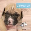 Jasper Jr