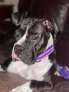 Bella II