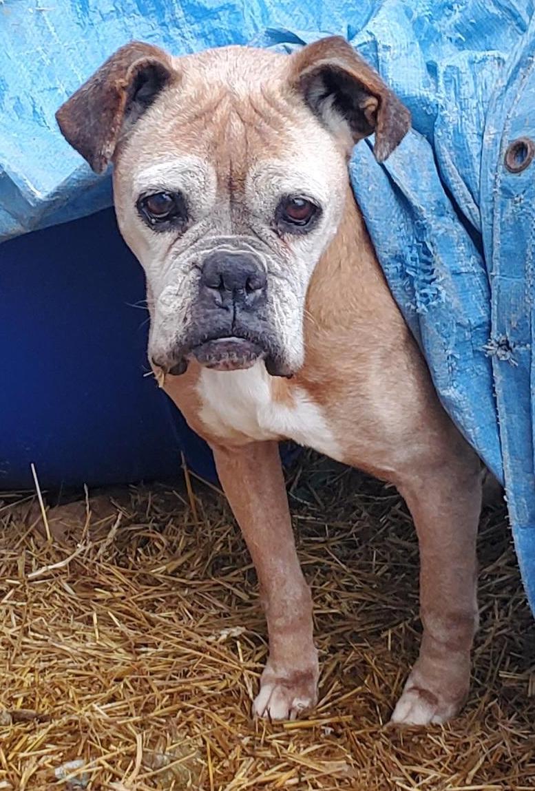 Dog for Adoption Aubrey, a Boxer in Mantorville, MN Alpha Paw