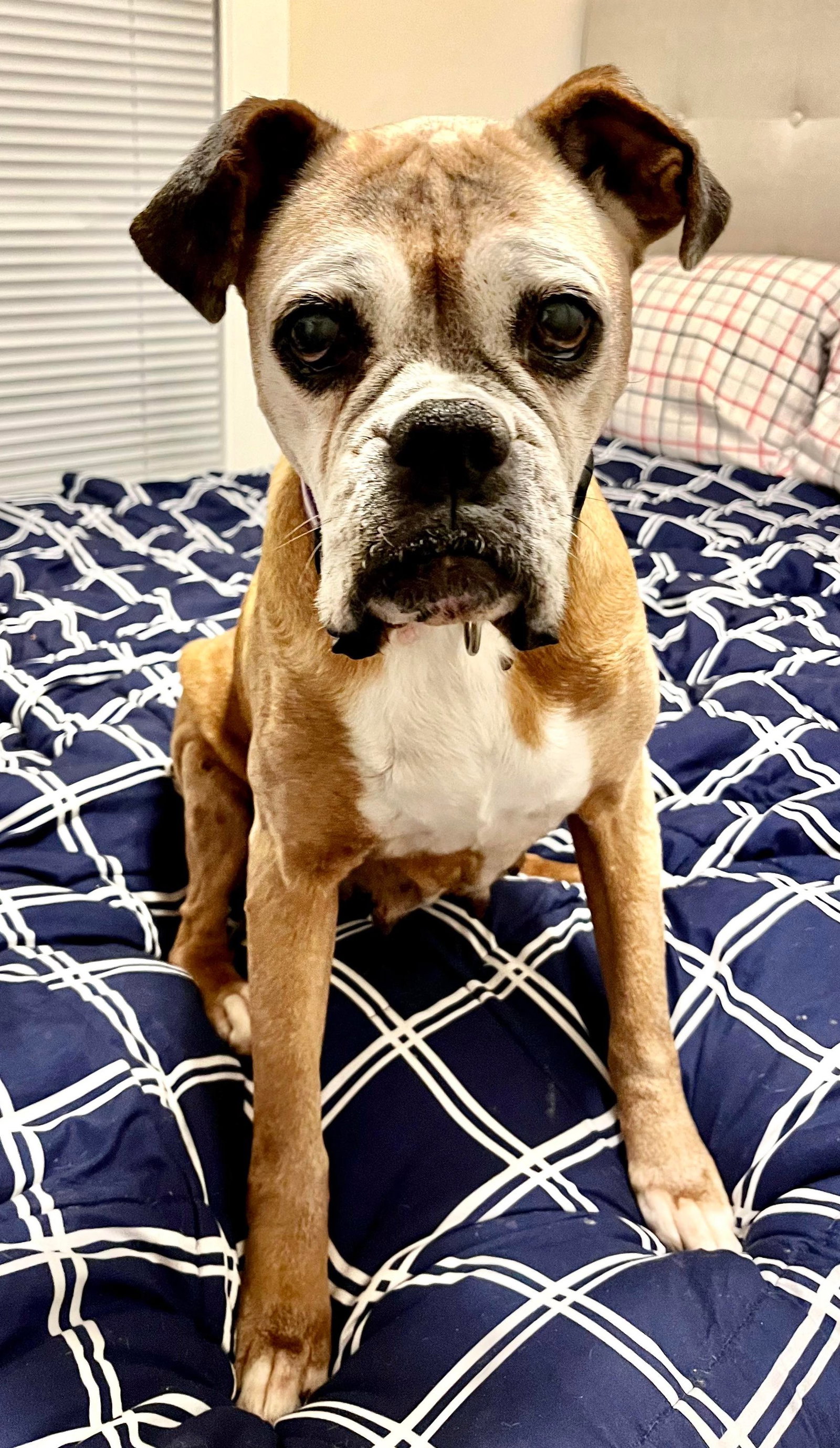 Dog for Adoption Aubrey, a Boxer in Mantorville, MN Alpha Paw