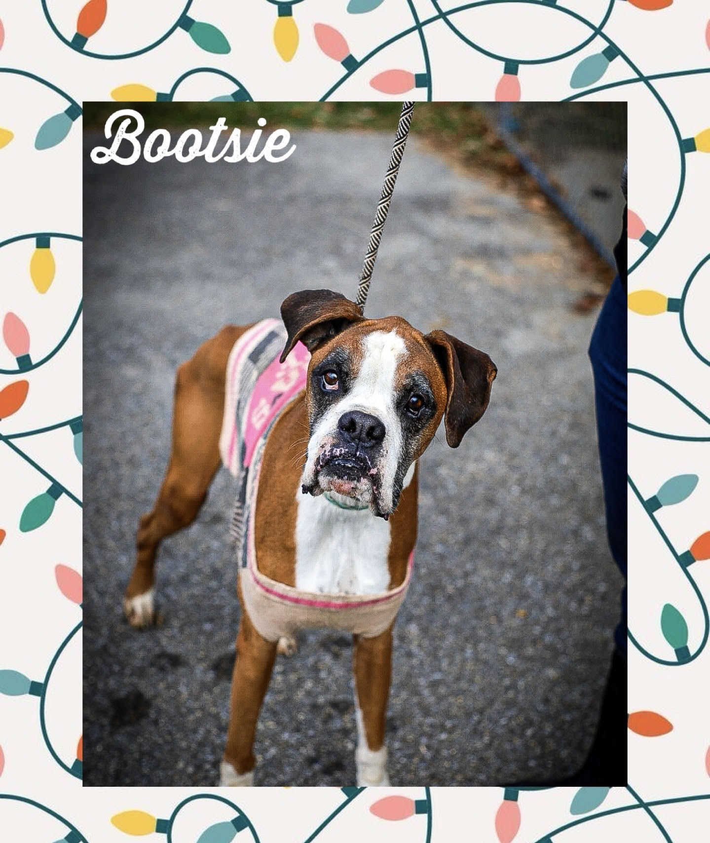 Dog for Adoption Boots, a Boxer in Waseca County, MN Alpha Paw