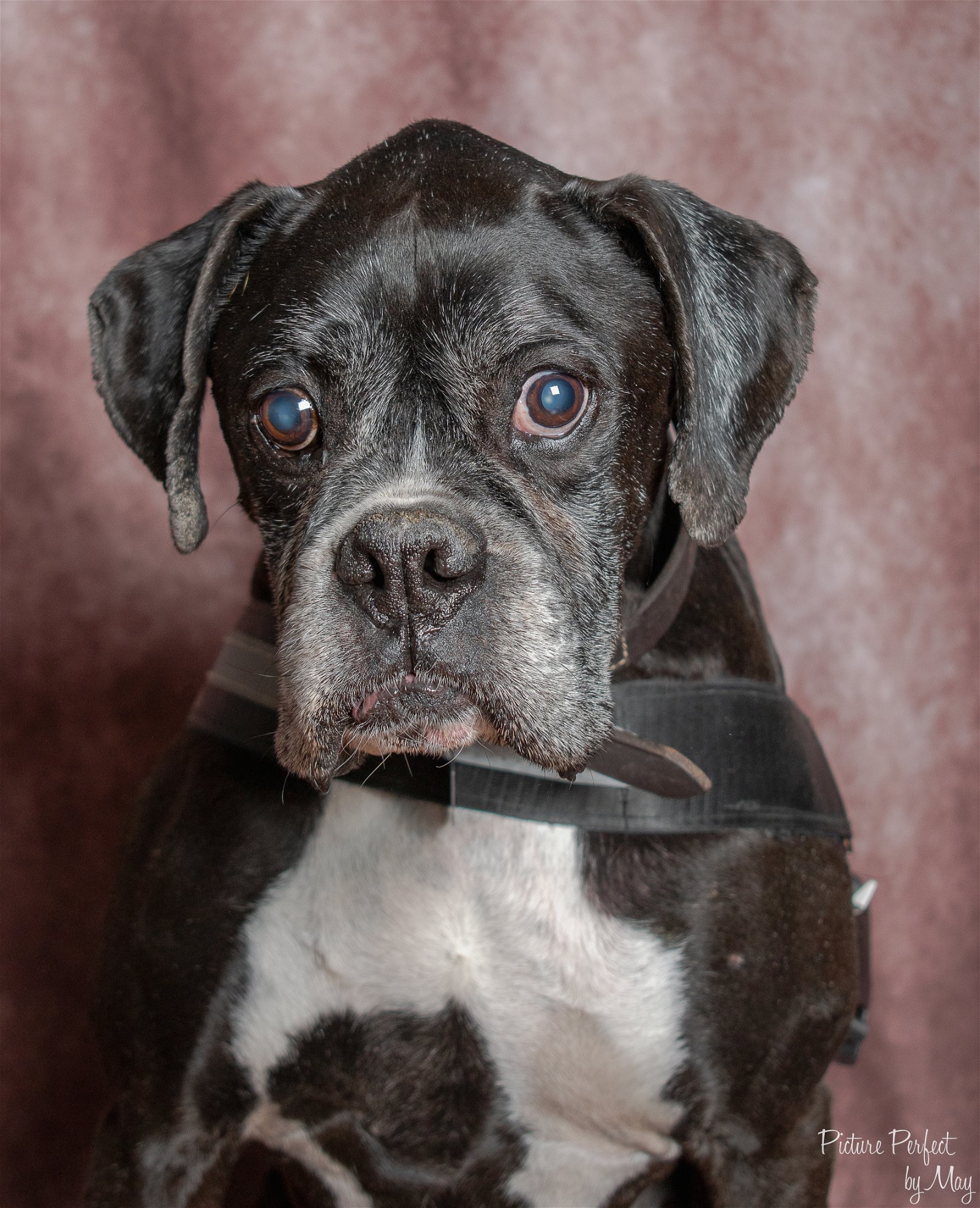 adoptable Dog in Owatonna, MN named Duke