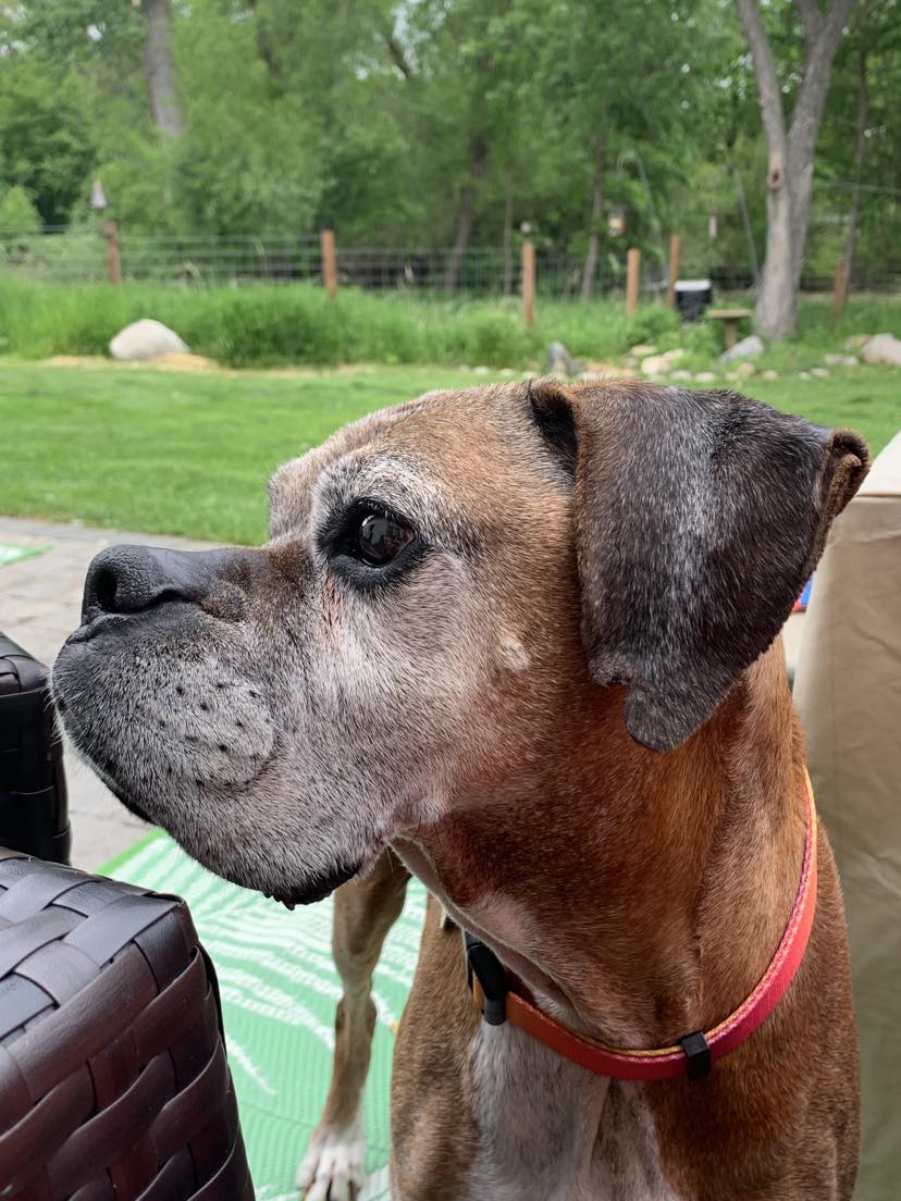 Dog for Adoption - Delta, a Boxer in Le Center, MN | Alpha Paw