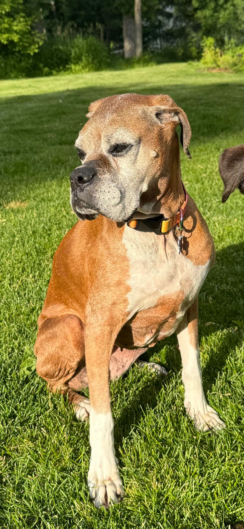 Dog for Adoption - Delta, a Boxer in Le Center, MN | Alpha Paw
