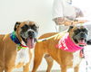 Samson *Bonded to Delilah*
