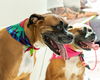 Samson *Bonded to Delilah*