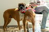 Samson *Bonded to Delilah*