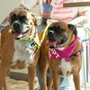 Samson *Bonded to Delilah*