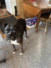 Lady - Photo 2