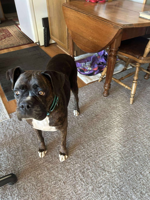 LADY - Boxer available for adoption