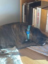 Lady - Photo 4