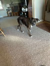 Lady - Photo 5