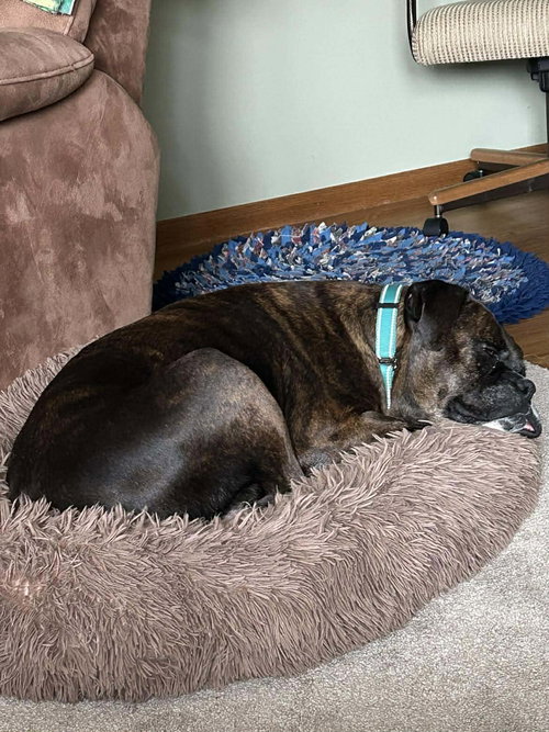 LADY - Boxer available for adoption
