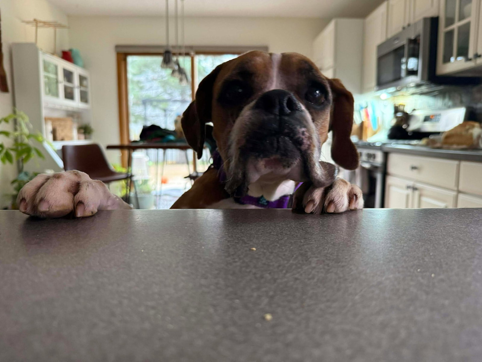 Gracie