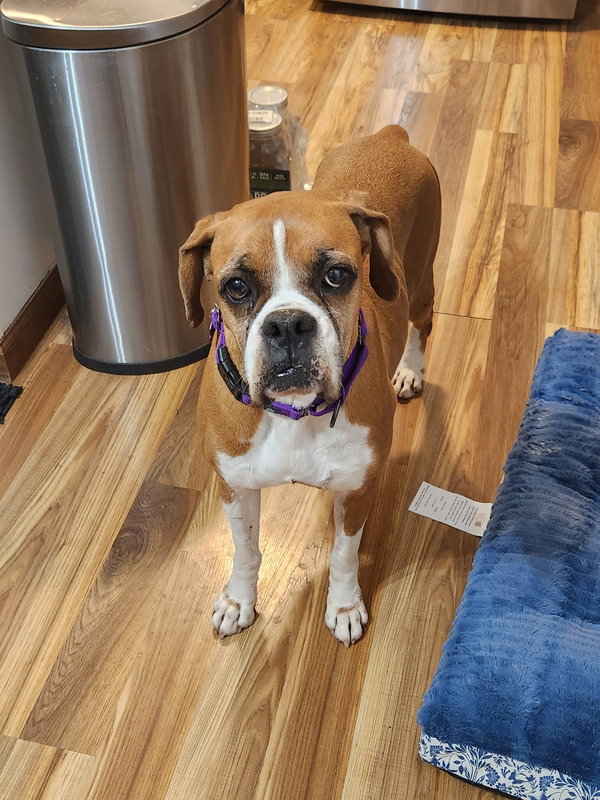 Gracie