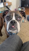 Buddy - Photo 2