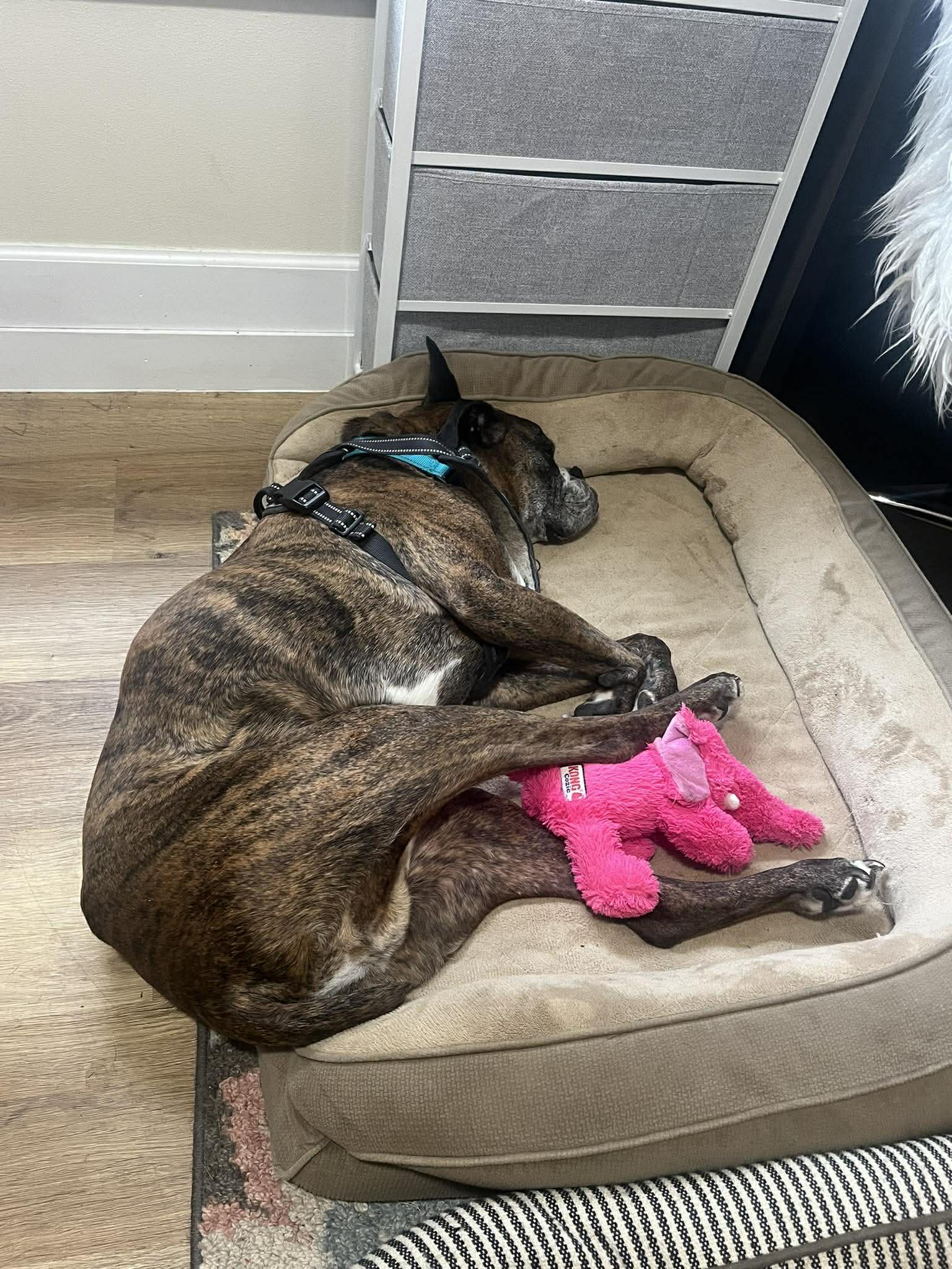 Buddy image 3