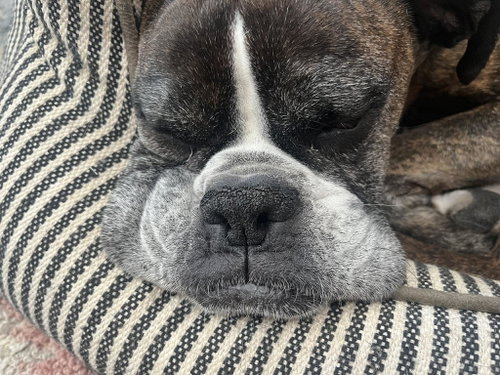 Buddy, photo 4