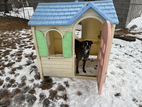 Buddy, photo 5