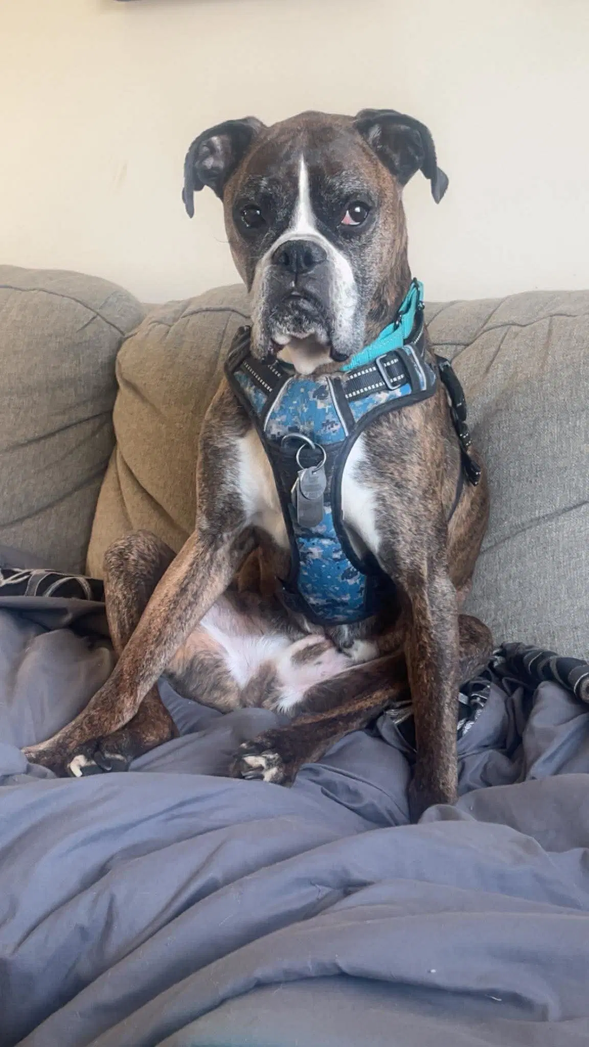 Buddy - Boxer