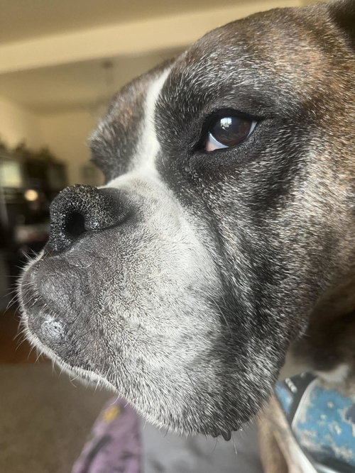 Buddy, photo 6