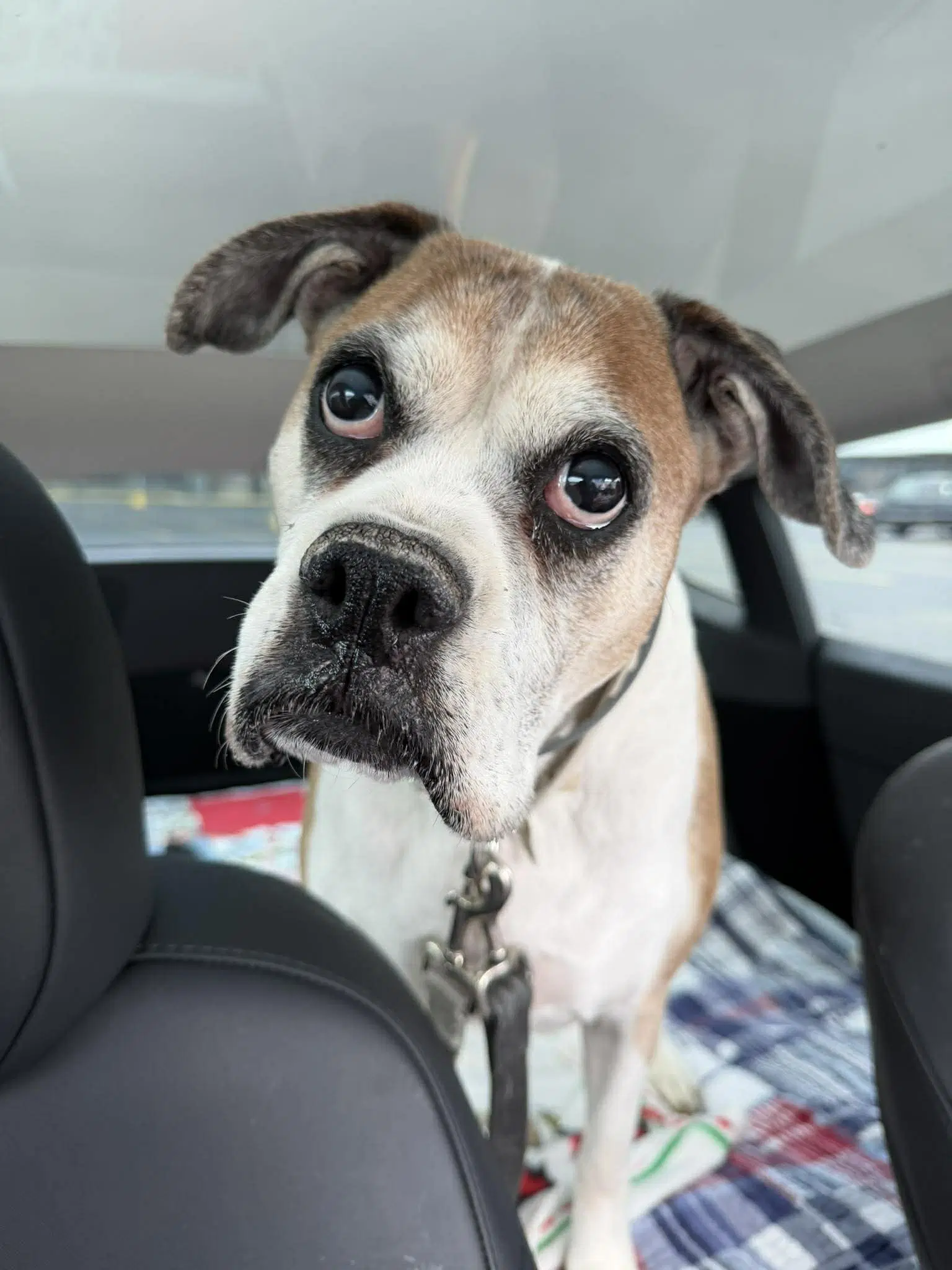 Miss Sammy - Boxer