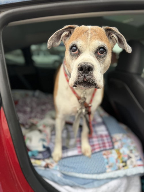 MISS SAMMY - Boxer available for adoption