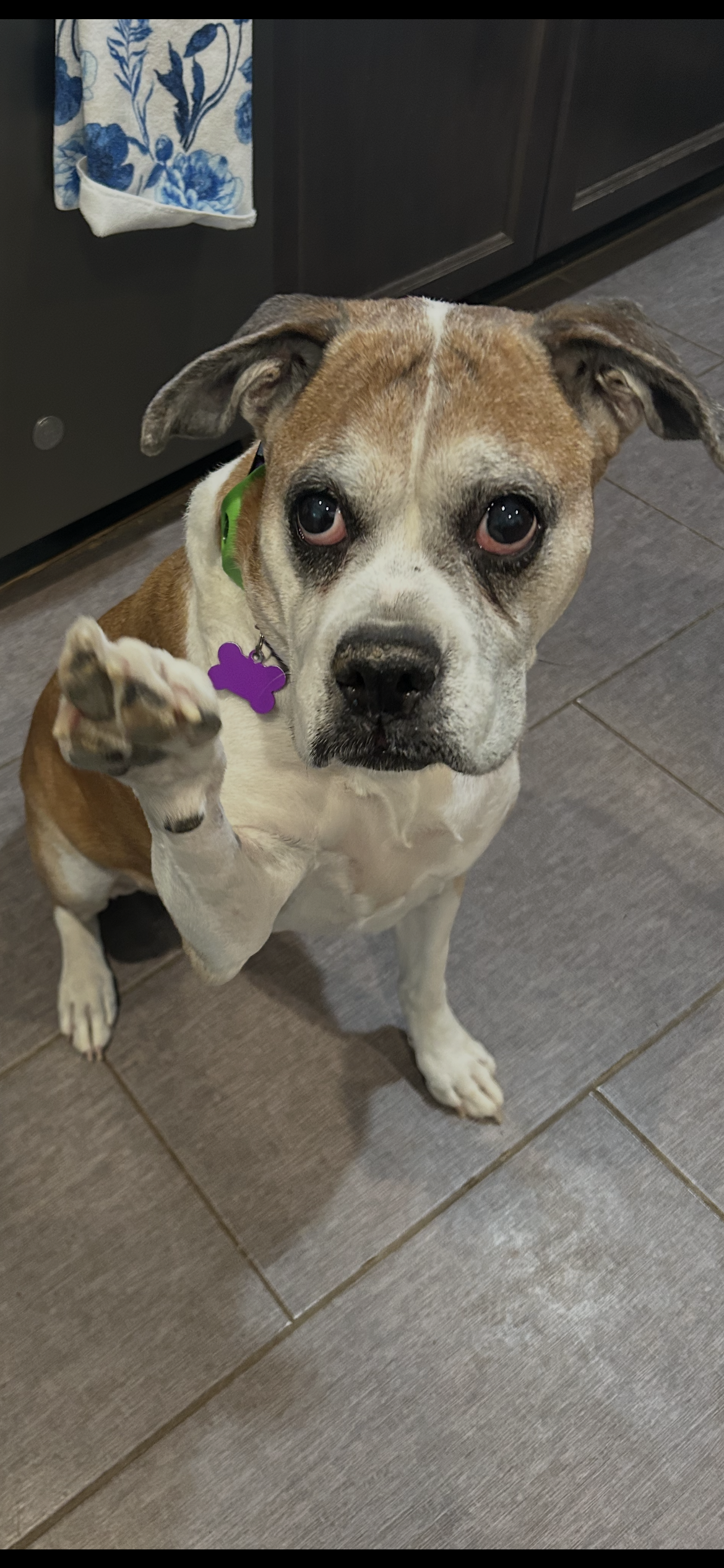 Miss Sammy, Boxer