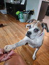 Miss Sammy, a Boxer (short coat)