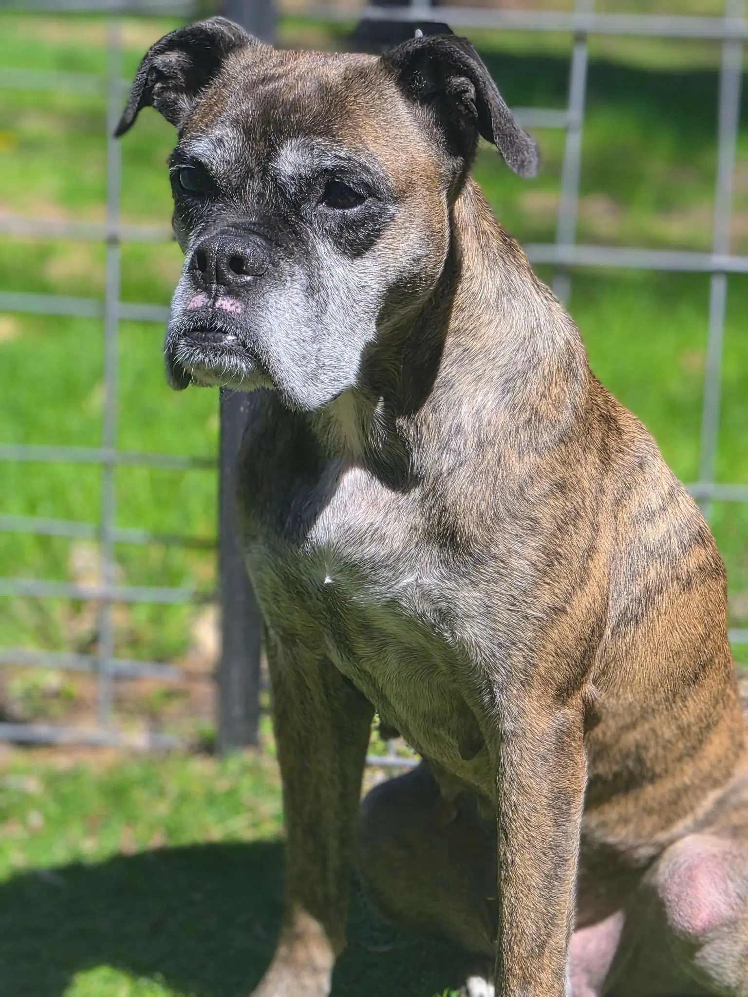 Daniela - Boxer
