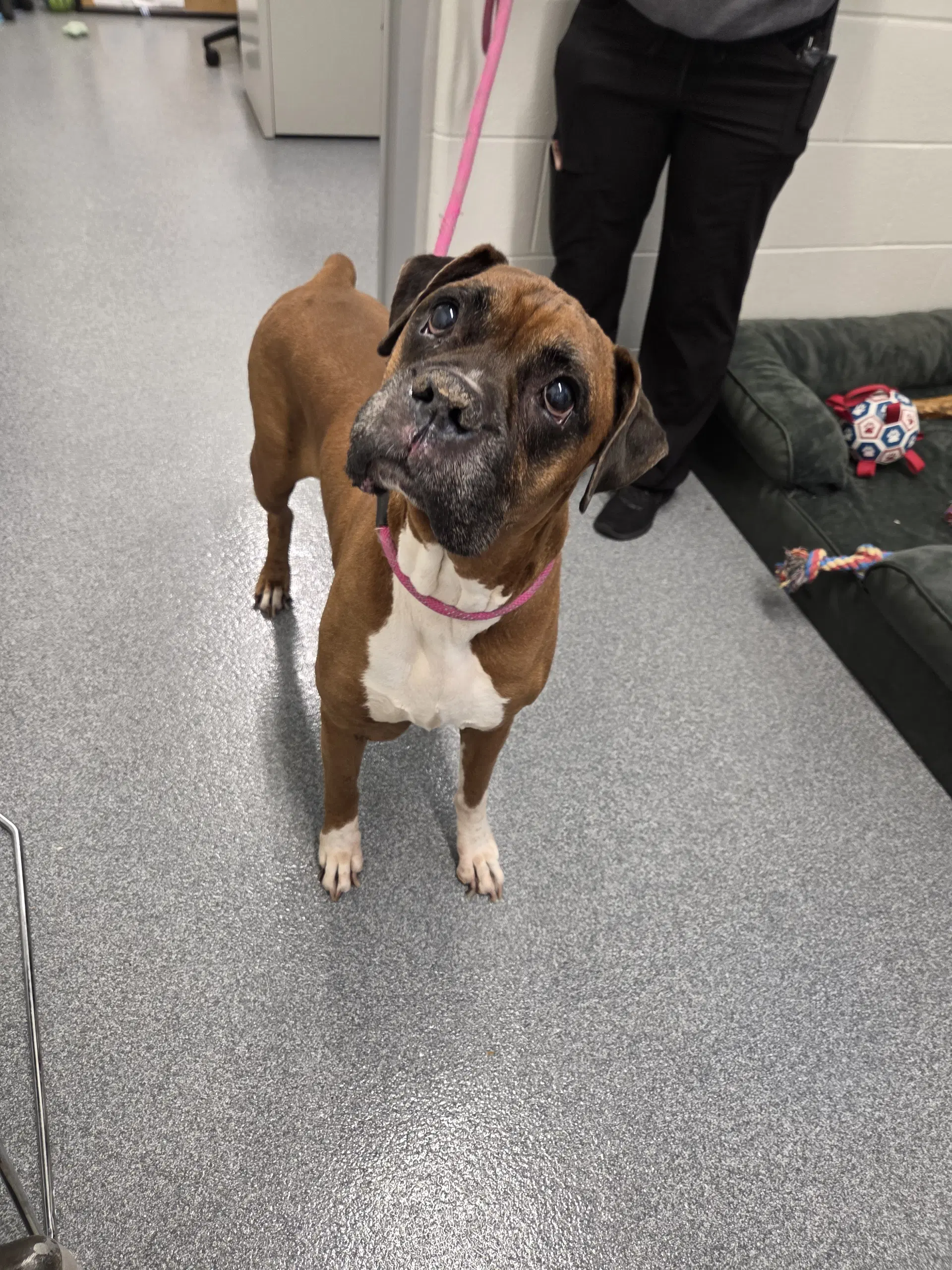 Bubba - Boxer