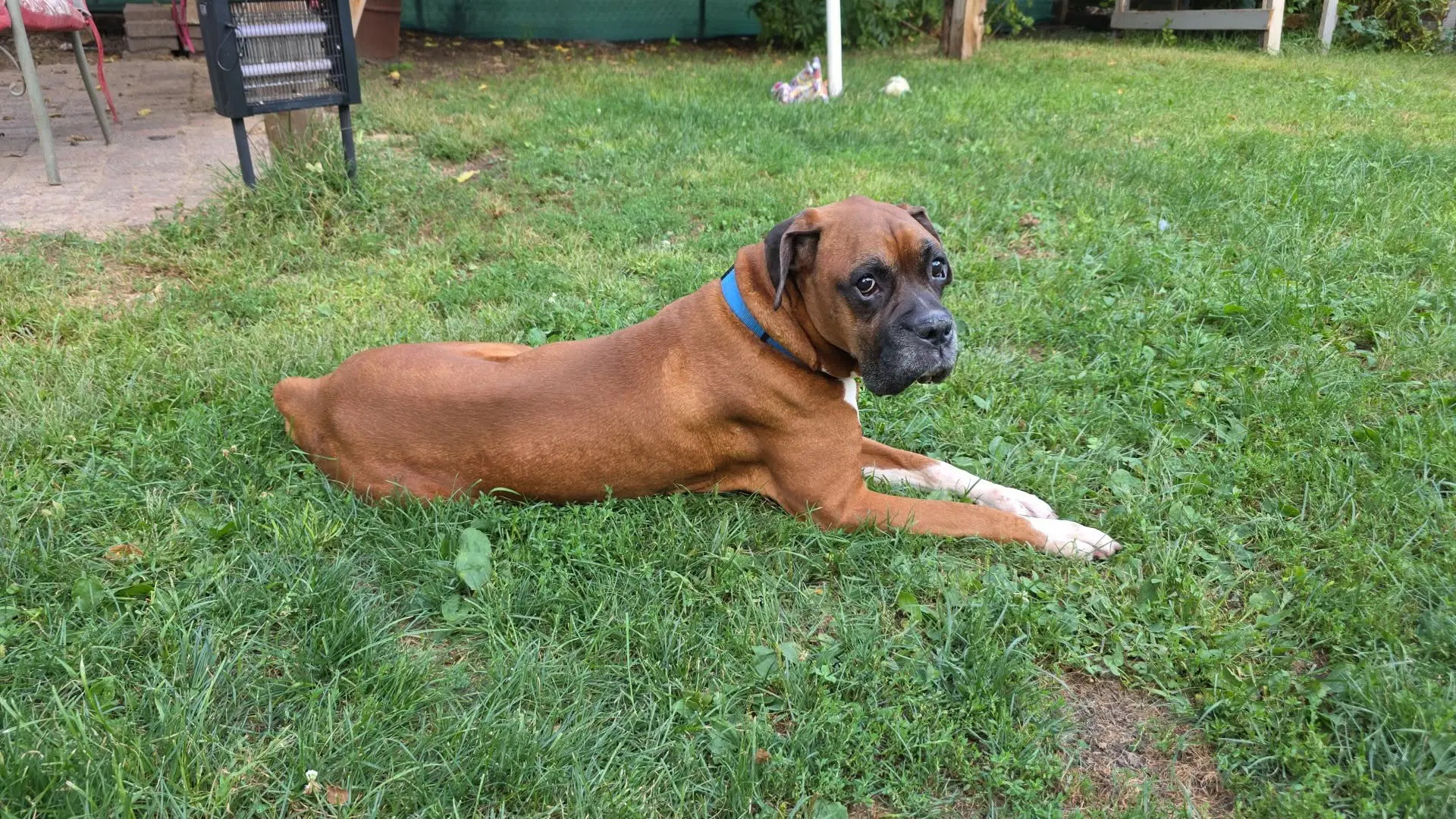Bubba image 2