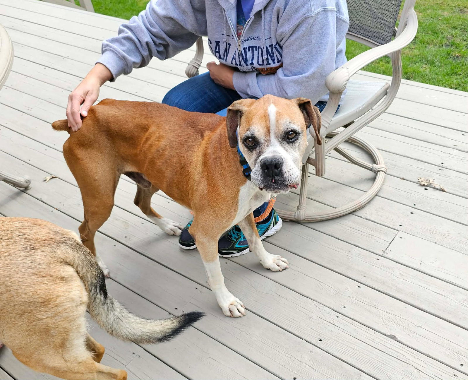 Ridge, Boxer