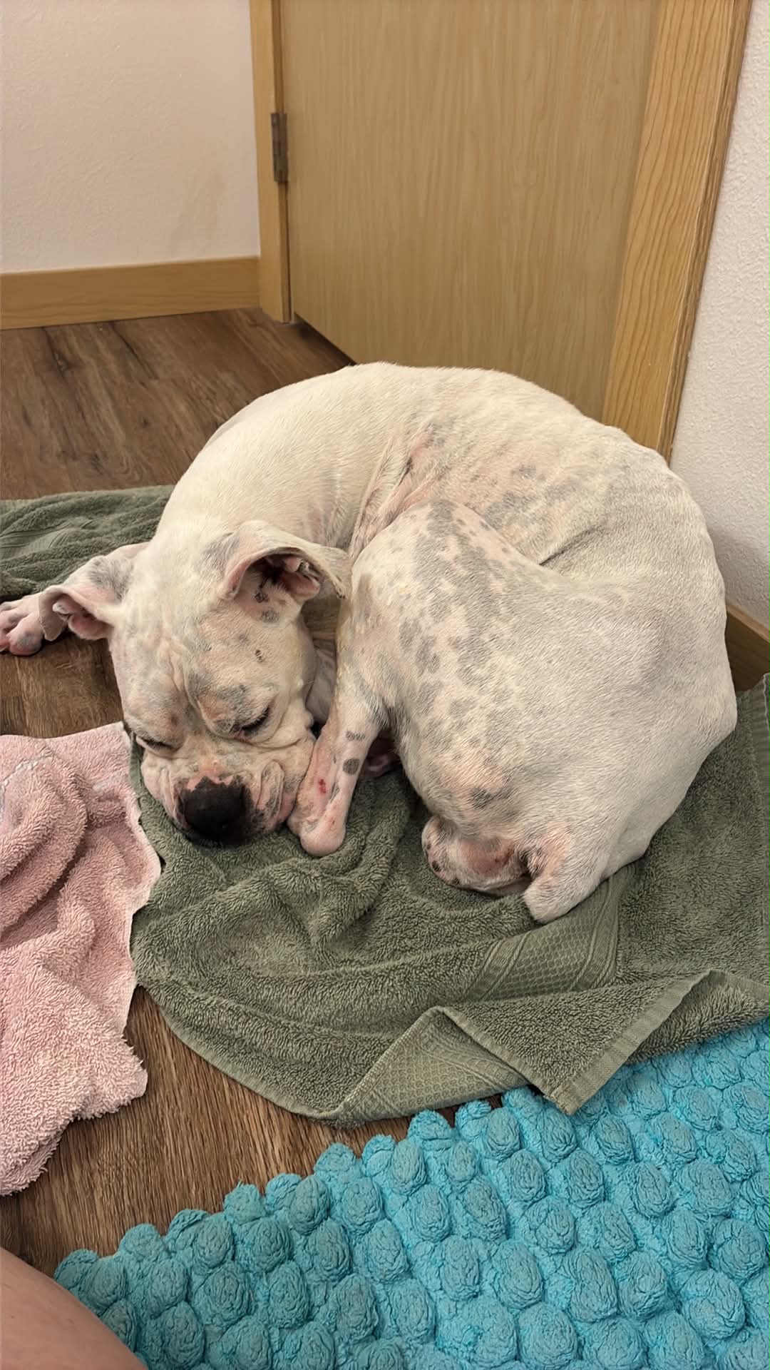 Pearl - Needs Foster image 1