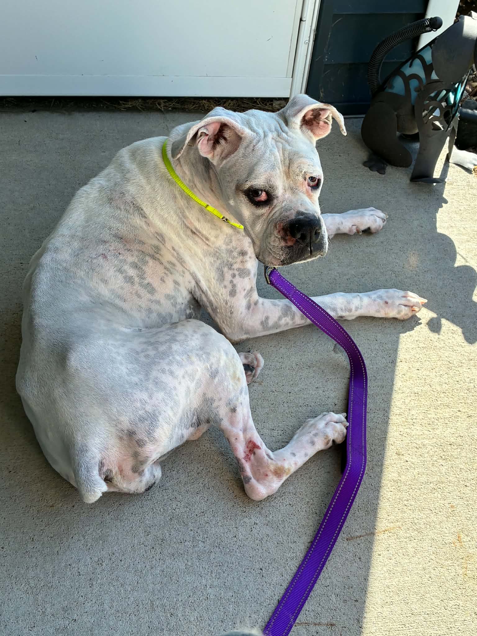 Pearl - Needs Foster image 2