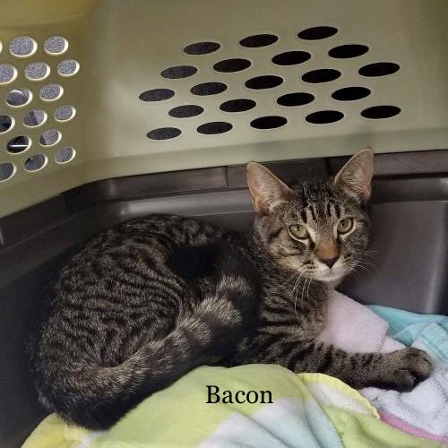 adoptable Cat in Saint Augustine, FL named Bacon