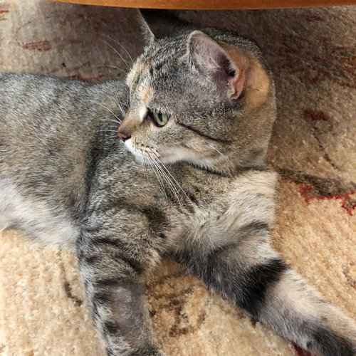 BERTIE - Tabby available for adoption