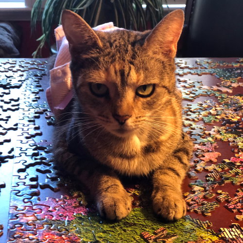 BERTIE - Tabby available for adoption