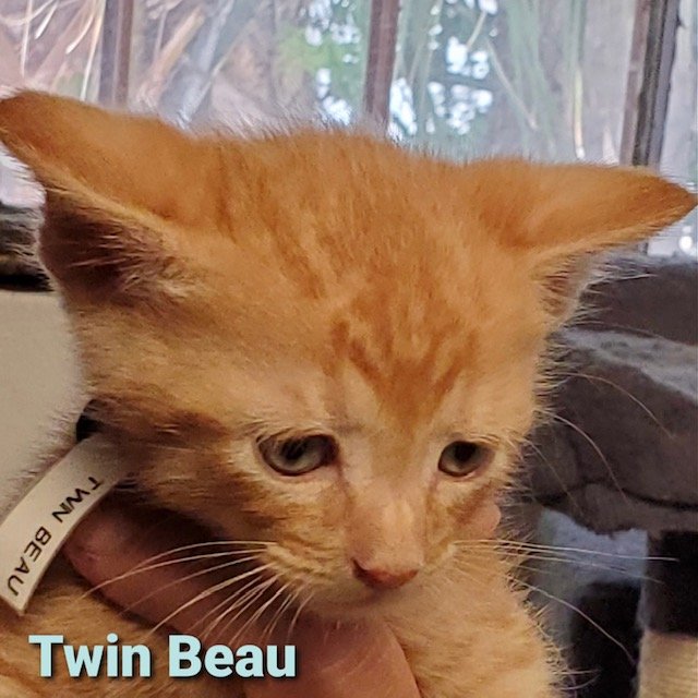adoptable Cat in Saint Augustine, FL named Beau