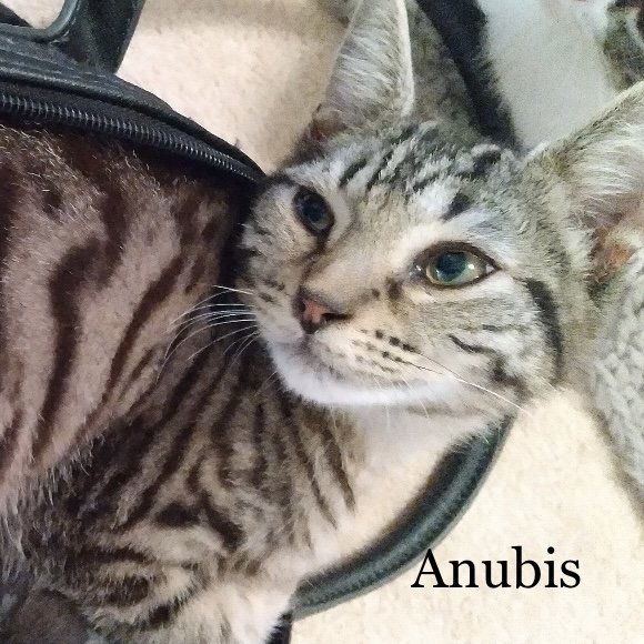 adoptable Cat in Saint Augustine, FL named Anubis