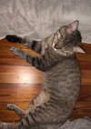 One Eyed Jack - Photo 2