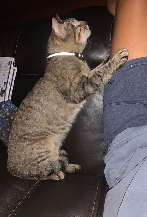 ONE EYED JACK - Domestic Short Hair available for adoption