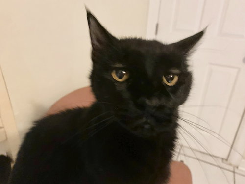 BON BON - Domestic Short Hair available for adoption