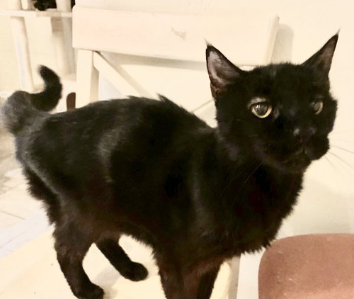 BON BON - Domestic Short Hair available for adoption
