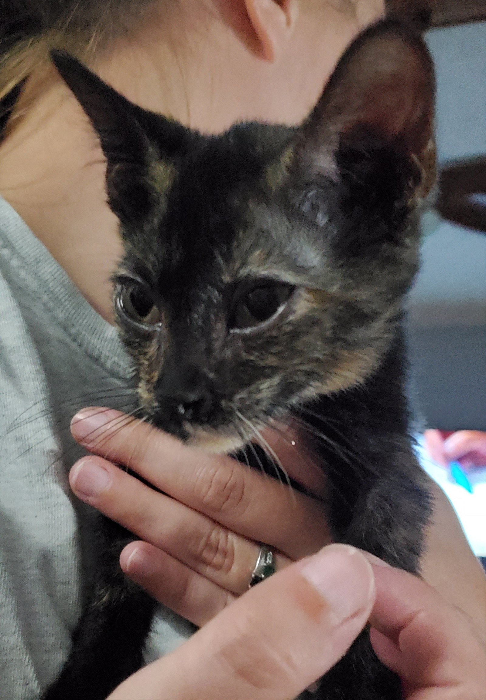 adoptable Cat in Saint Augustine, FL named Annie